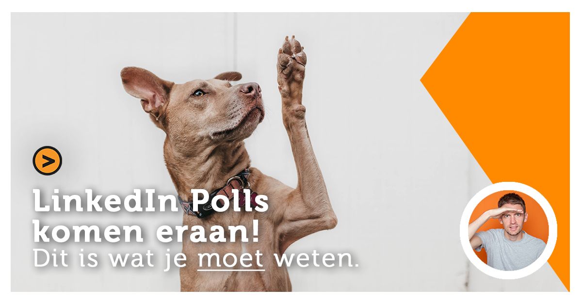 LinkedIN Polls komen eraan! Dit is wat je moet weten.